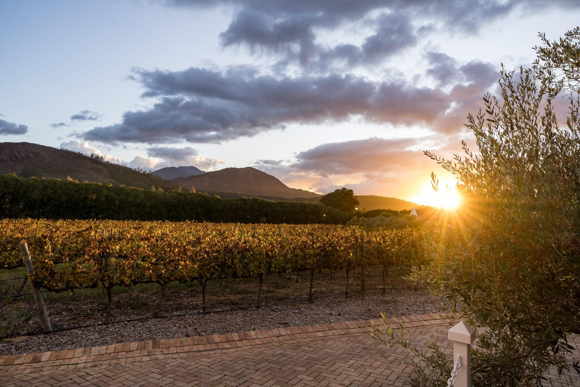 Franschhoek Thatched Vineyard Home — photograph 3